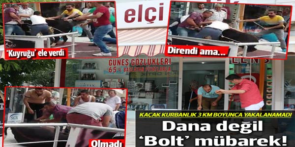 kurbanlikdana
