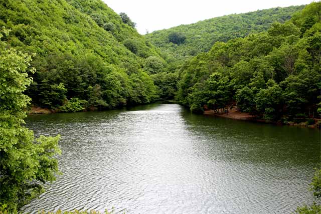 sakligol