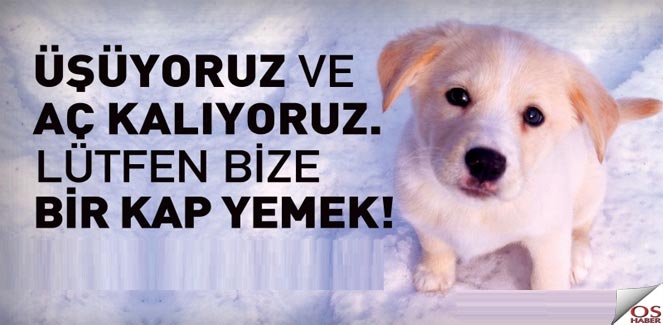 kopek