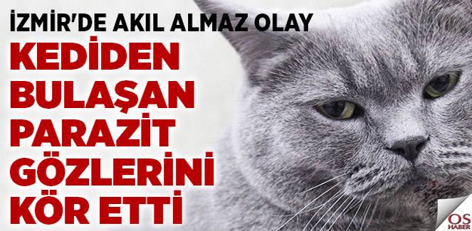 kediparazit